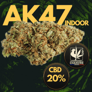 fleur cbd ak47 indoor premium tete compacte