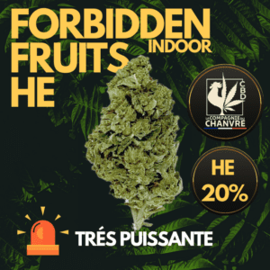 fleur cbd forbidden fruits 20 he tete compacte fruitée