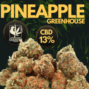 fleur cbd pineapple greenhouse 13 fruitée tête manucurée
