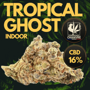 fleur cbd tropical ghost indoor 16 exotique premium